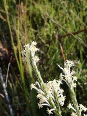 Struthiola confusa