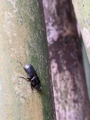 Figulus binodulus