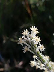 Struthiola confusa