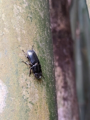 Figulus binodulus