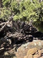 Macrovipera lebetinus