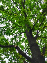 Quercus robur
