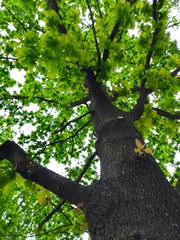 Quercus robur