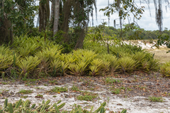 Quesnelia quesneliana