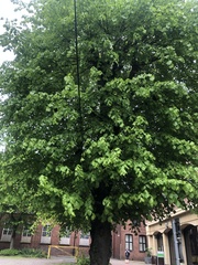 Tilia platyphyllos