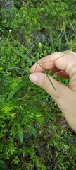 Euphorbia curtisii