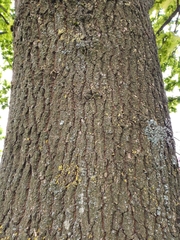 Quercus robur