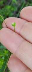 Euphorbia curtisii