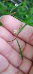Euphorbia curtisii