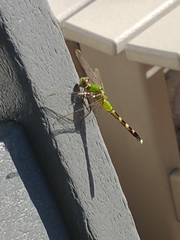 Erythemis simplicicollis