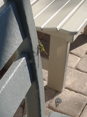 Erythemis simplicicollis