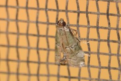 Cacotherapia flexilinealis