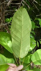 Sterculia tragacantha