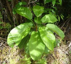Sterculia tragacantha