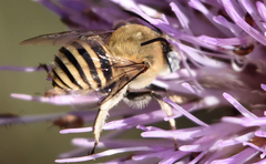 Anthophora montana