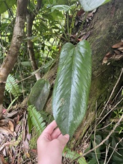 Anthurium dominicense