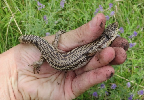 Great Plains Skink