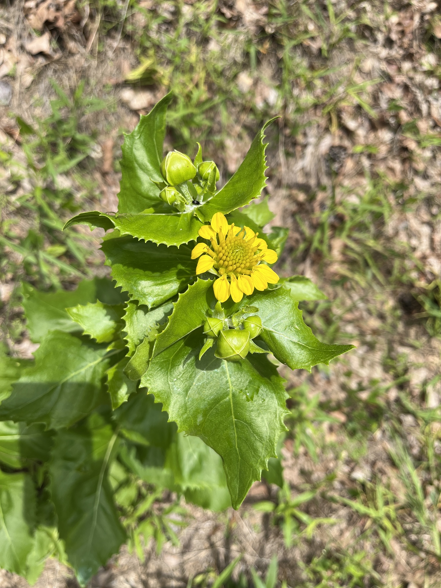 Tetragonotheca ludoviciana