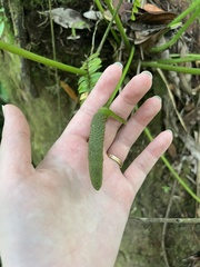 Anthurium dominicense