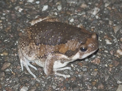 Kaloula pulchra