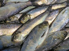 Alosa pseudoharengus