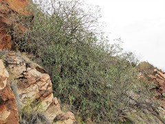 Ficus desertorum