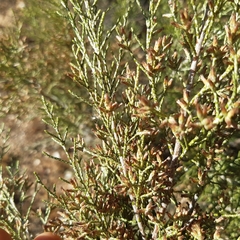 Dicerothamnus