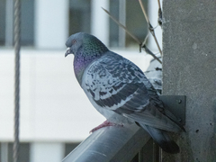 Columba livia domestica