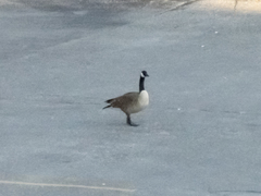 Branta canadensis