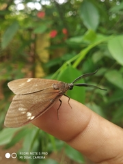 Cyclosia papilionaris