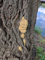 Laetiporus sulphureus