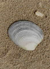 Katelysia rhytiphora