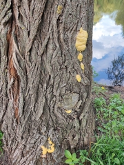 Laetiporus sulphureus