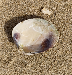 Katelysia rhytiphora