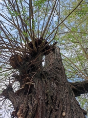Laetiporus sulphureus