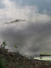 Pelophylax ridibundus