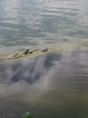 Pelophylax ridibundus