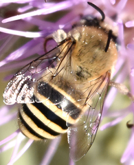 Anthophora montana