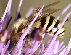 Anthophora montana