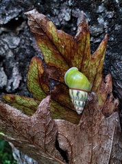 Amphidromus furcillatus