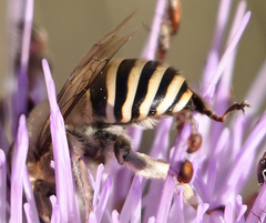 Anthophora montana