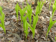 Convallaria majalis
