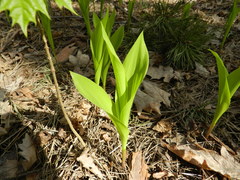 Convallaria majalis