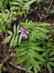 Cardamine macrophylla