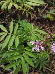 Cardamine macrophylla