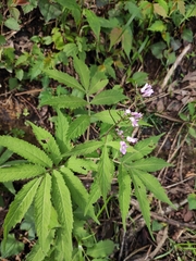 Cardamine macrophylla