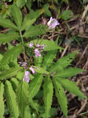 Cardamine macrophylla