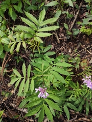 Cardamine macrophylla
