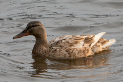 Anas platyrhynchos