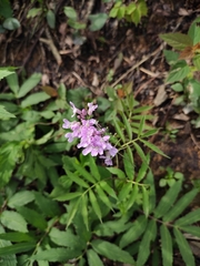 Cardamine macrophylla